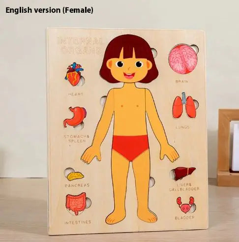 Children's Human Body Organs Puzzles